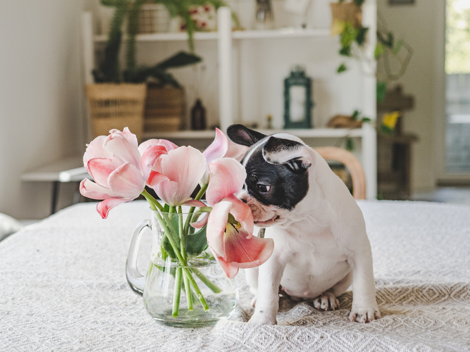 סידורי פרחים 