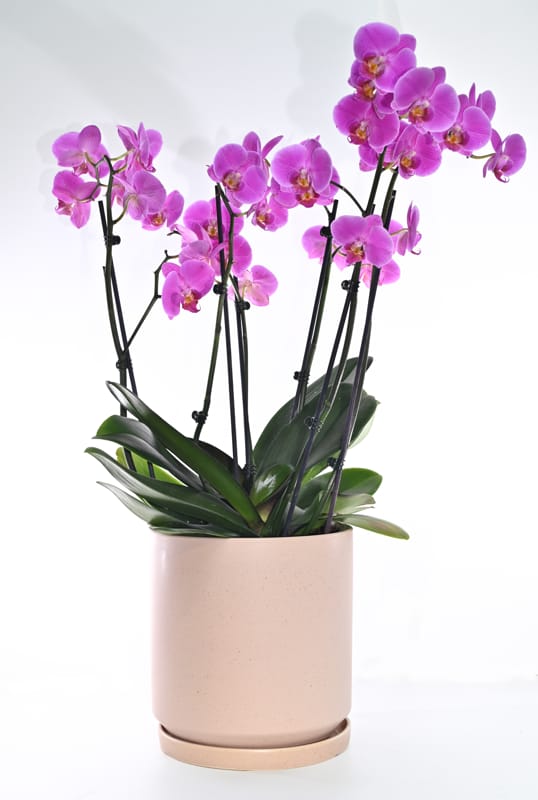 משלוחי עציצים