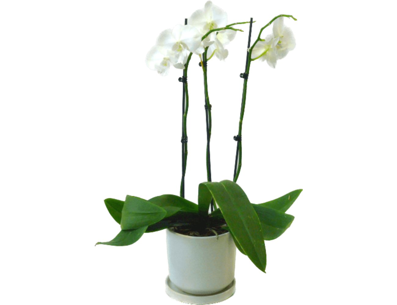 עציץ סחלב לבית 3 ענפים