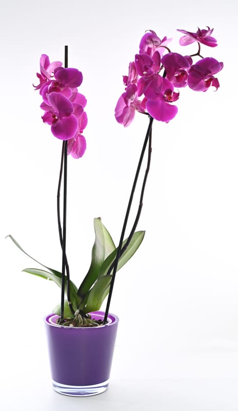 עציץ סחלב 2 ענפים