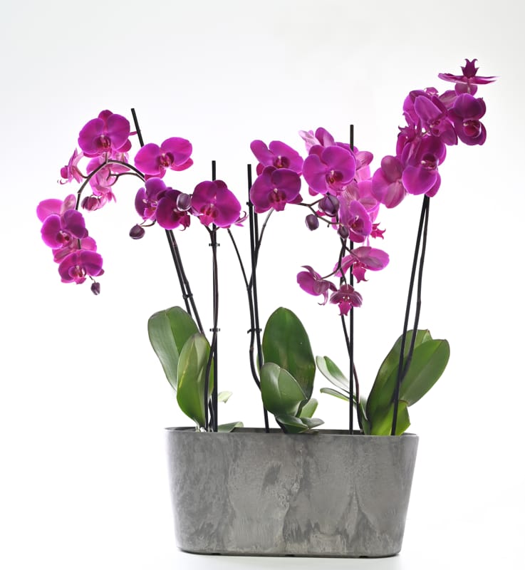 עציץ סחלב גדול  5 ענפים בכלי מיוחד