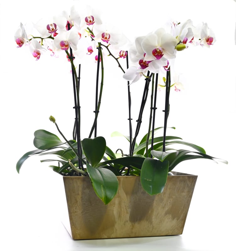 עציץ סחלב גדול  4 ענפים בכלי מיוחד