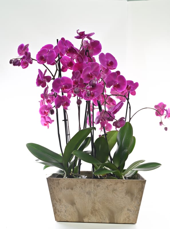 עציץ סחלב גדול במיוחד 6 ענפים