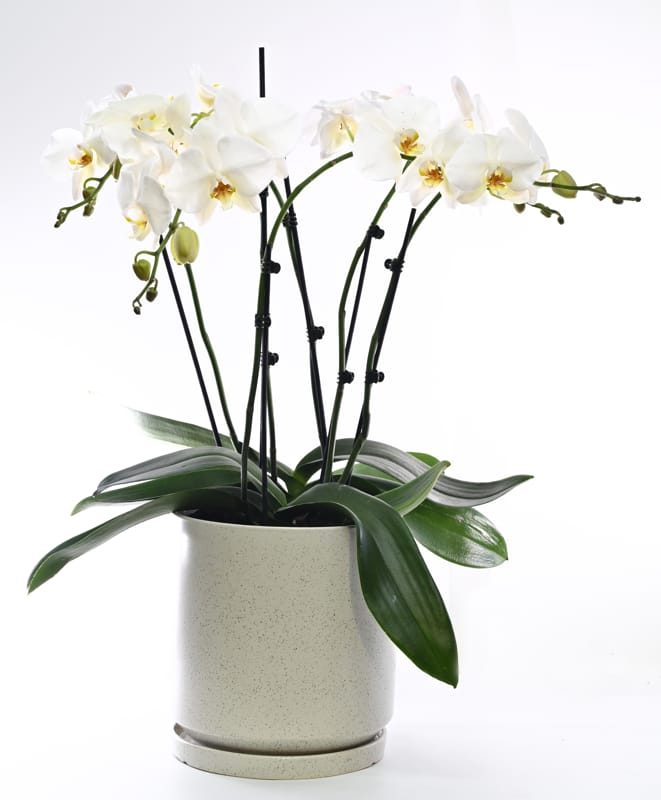 עציץ סחלב גדול בכלי קרמי 5 ענפים