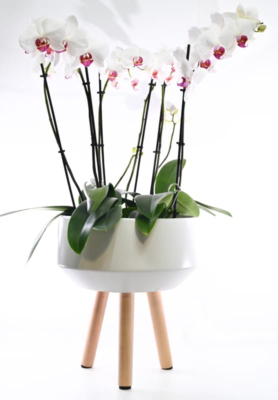 עציץ סחלב גדול 6 ענפים בכלי מרוהט