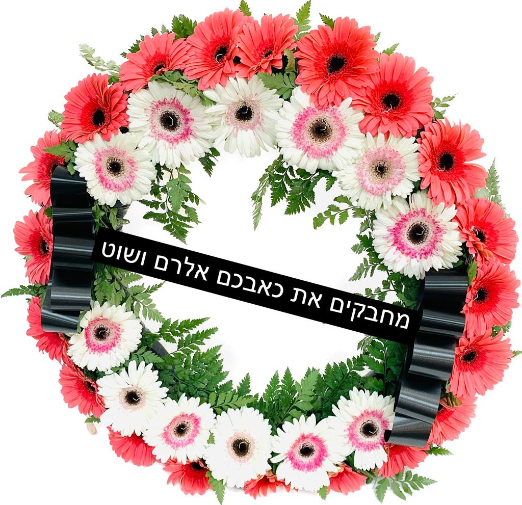 גלגל אבל גרברות ורוד