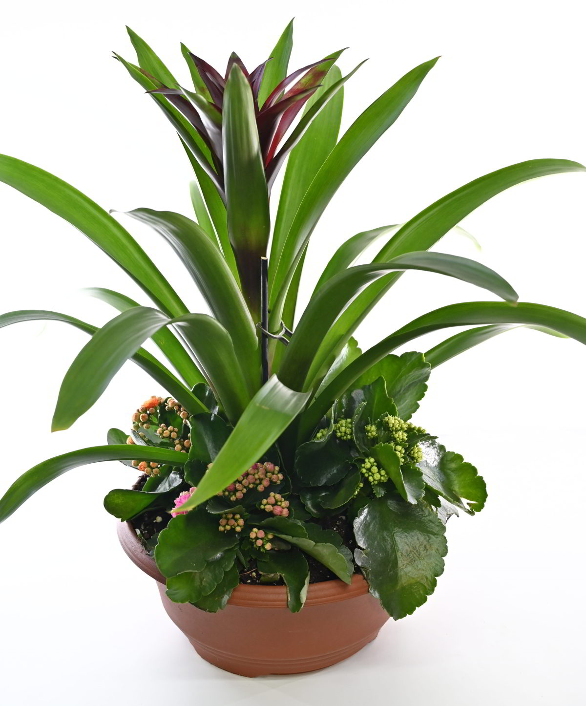 קוקטייל גוזמניה וניצניות