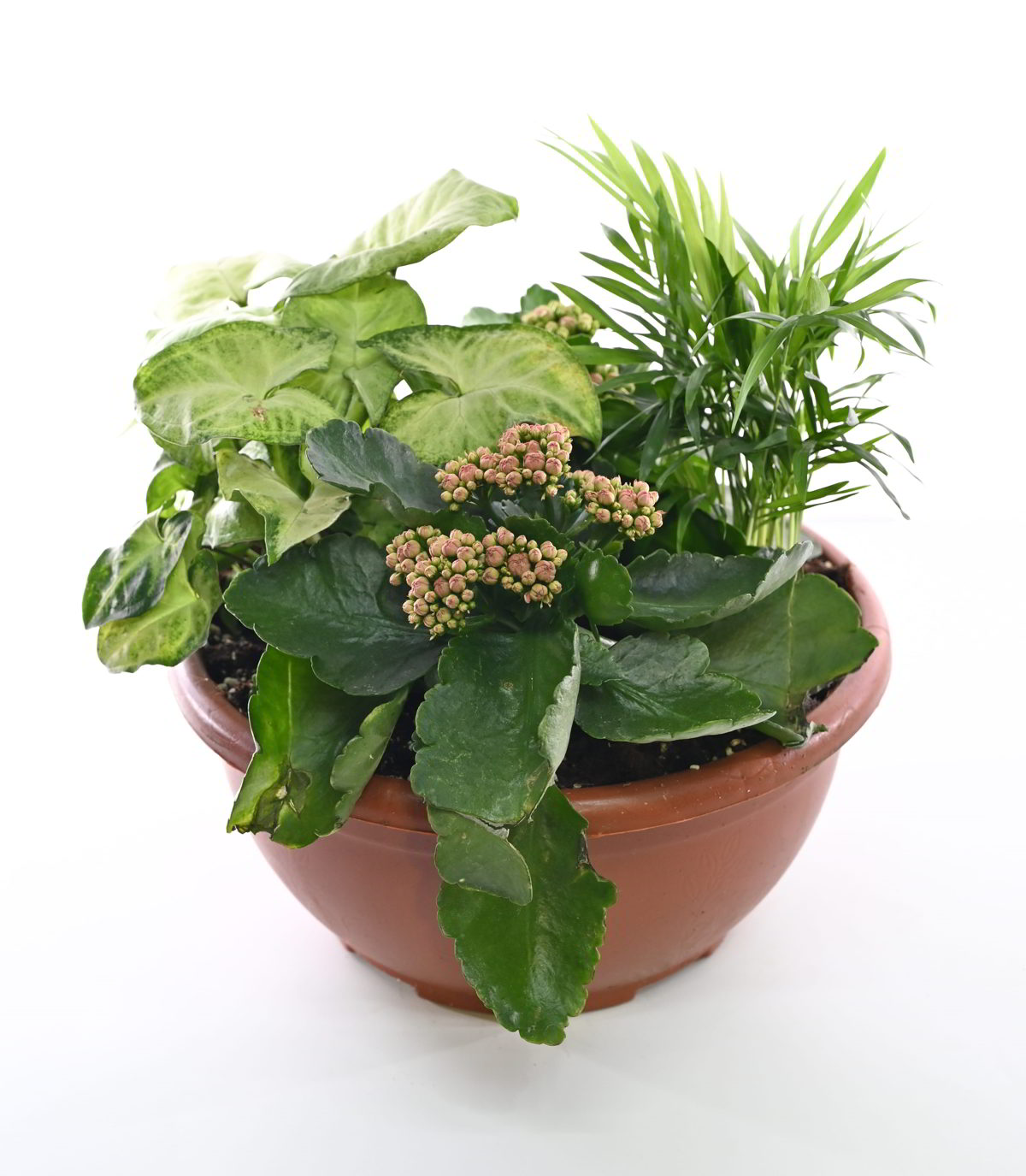 קוקטייל צמחים