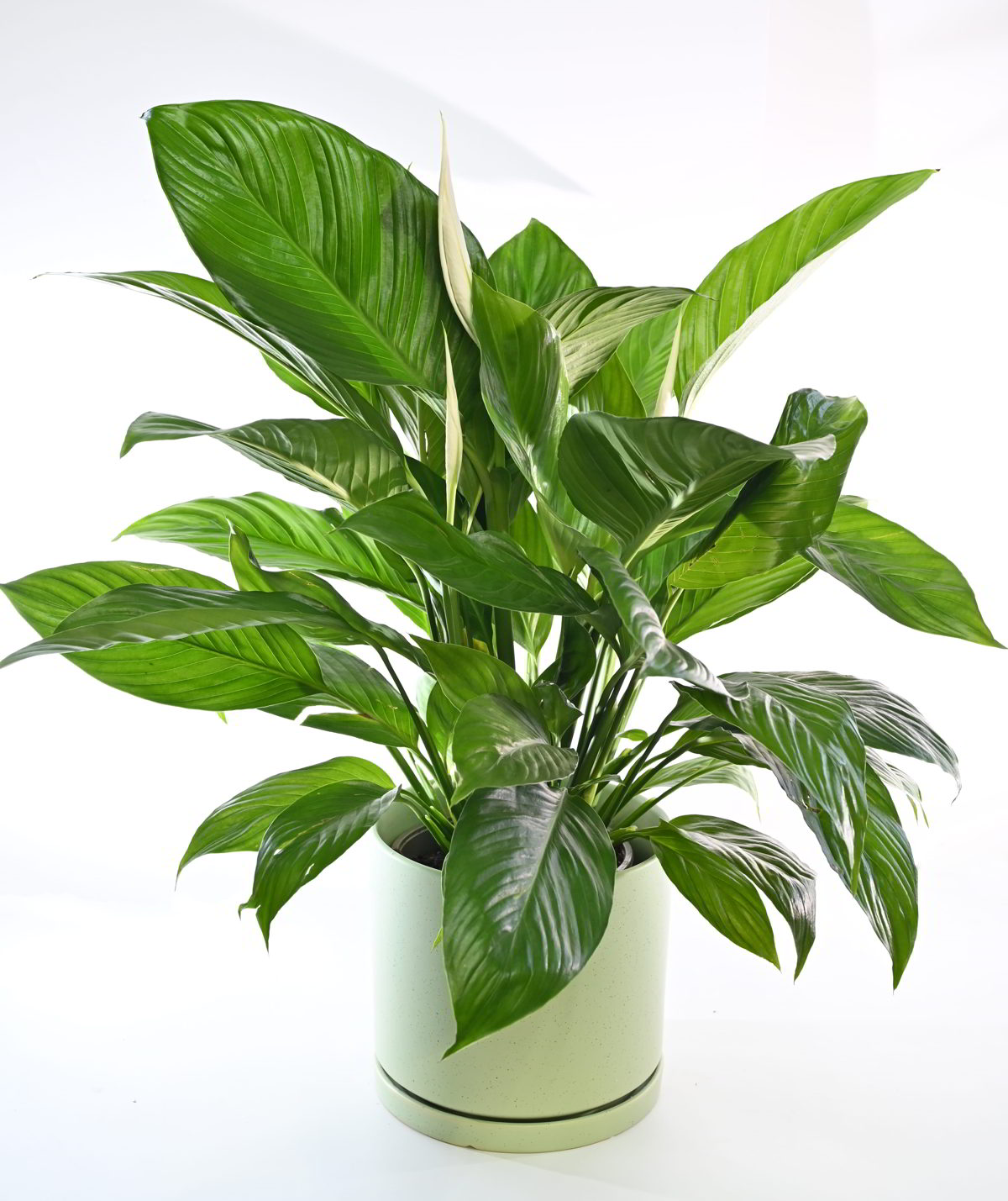 ספטיפוליום