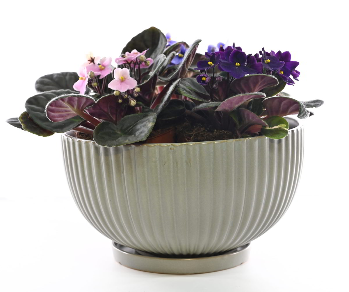 קוקטייל סיגליות