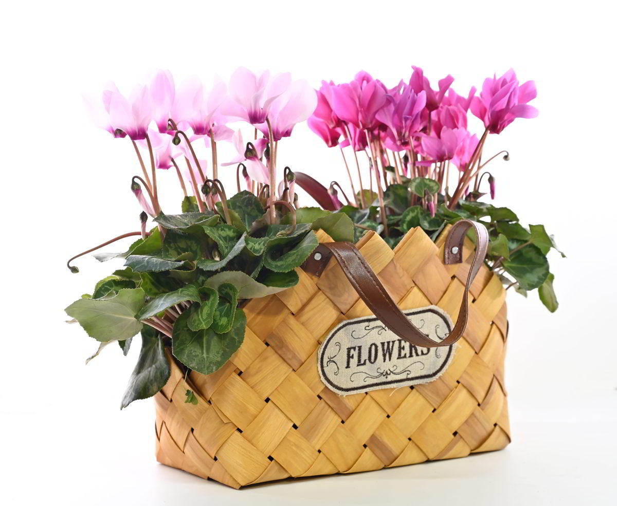 עציץ רקפות בסלסלה