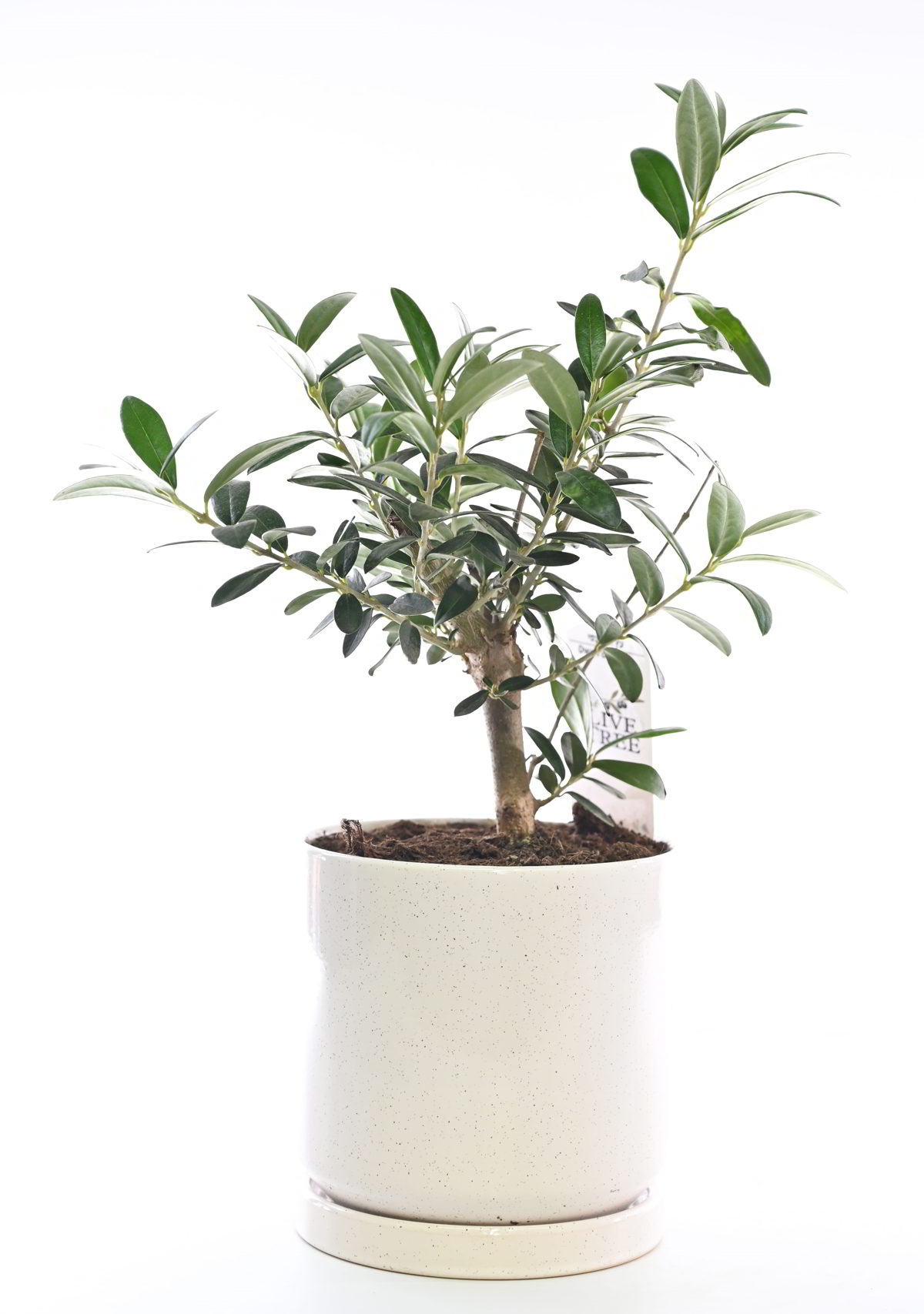 עציץ בונסאי זית קטן