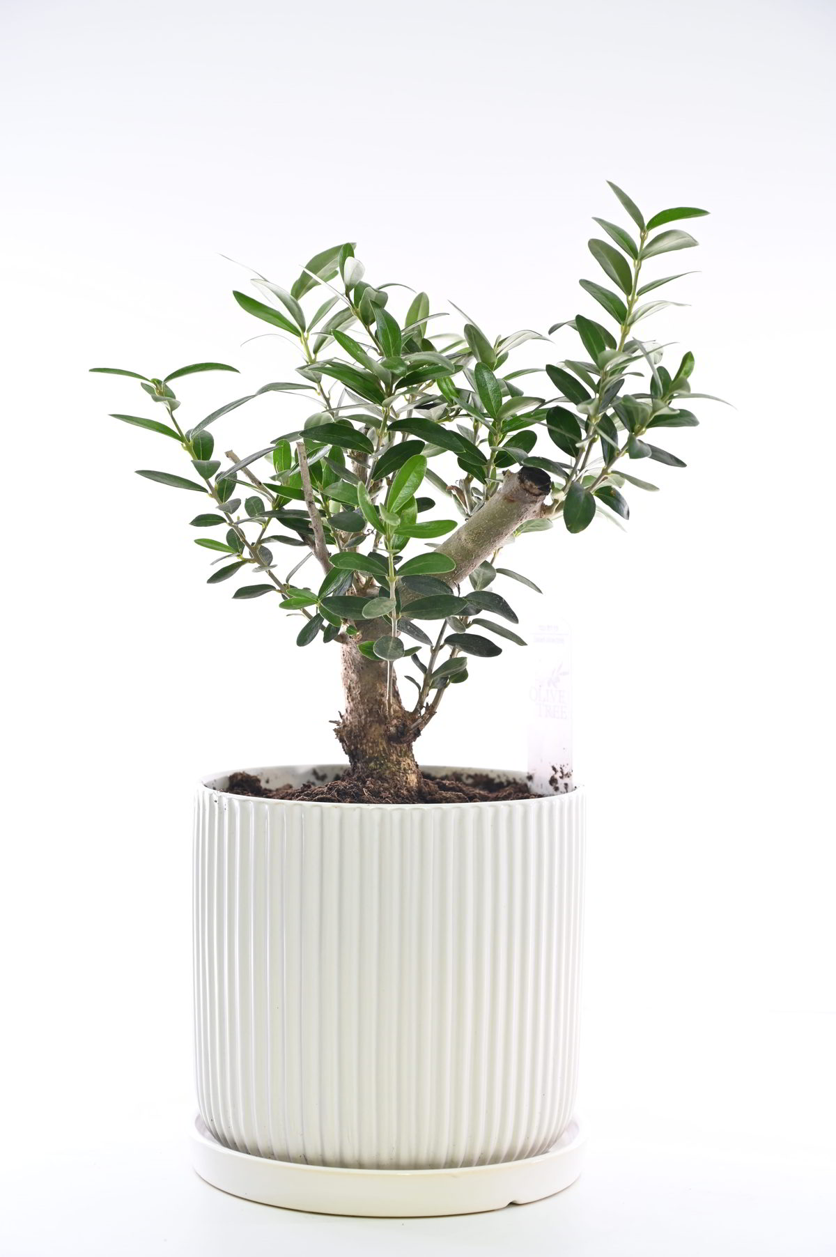 בונסאי זית גדול