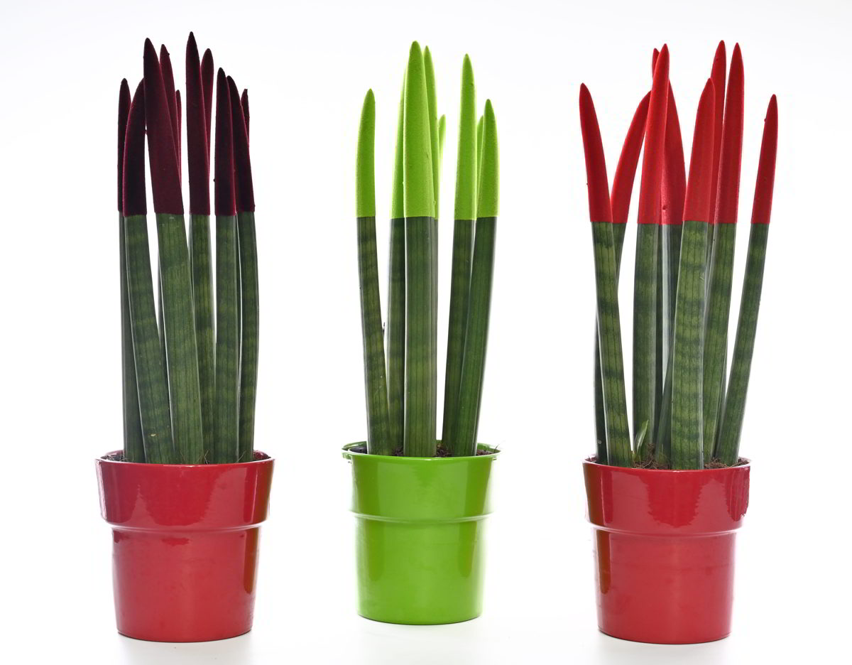 סנסיווריה גדול