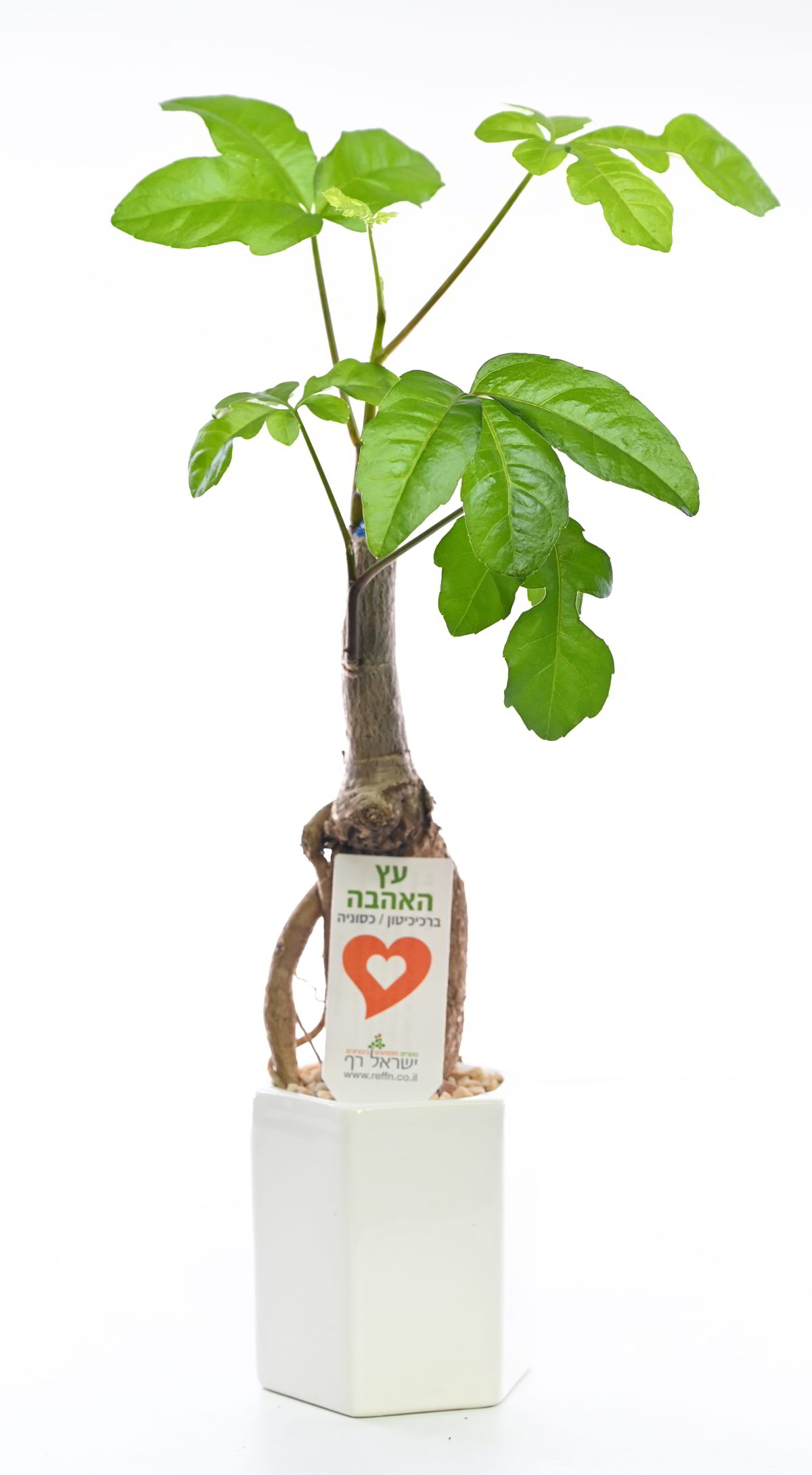 עץ האהבה קטן