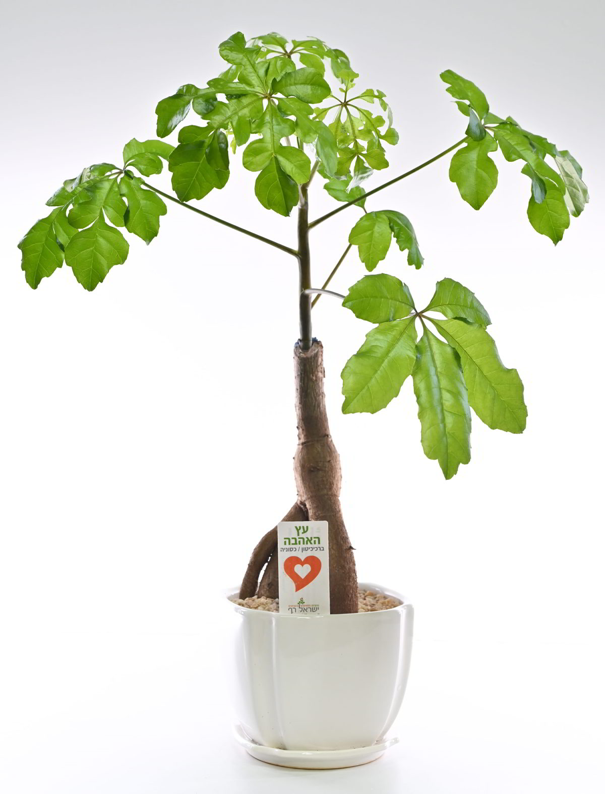 עץ האהבה בינוני