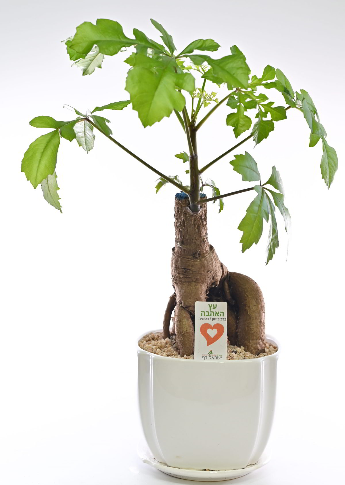 עץ האהבה גדול