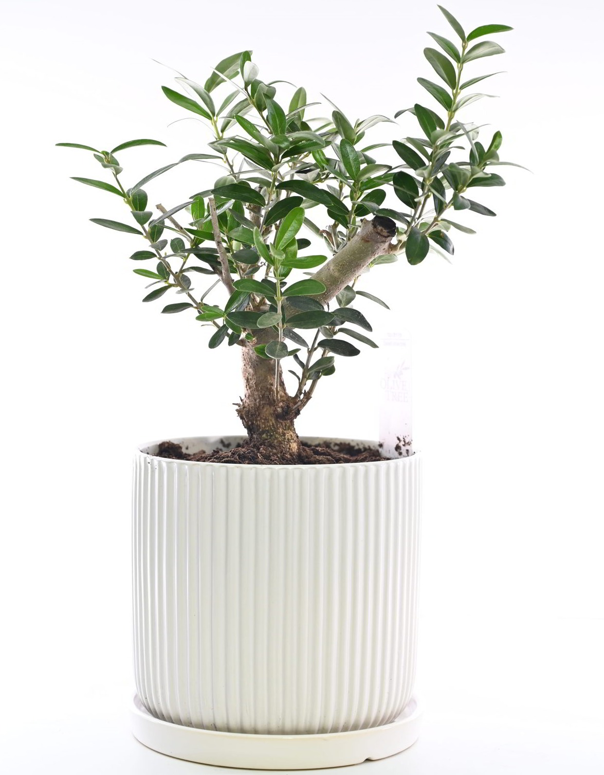 עציצים ואגרטלים | משלוחי עציצים | love and roses עציצים ואגרטלים | משלוחי עציצים | love and roses