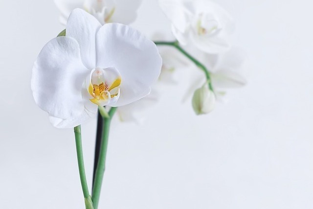 עציץ סחלב לבית